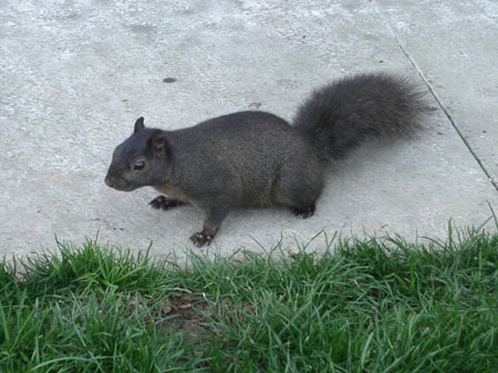 04-squirrel