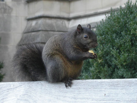 07-squirrel