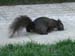 03-squirrel