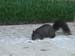 05-squirrel