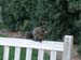 06-squirrel