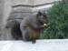 08-squirrel