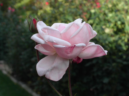 21-pinkrose
