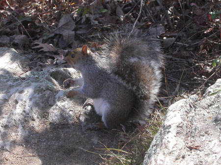 02-squirrel