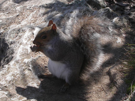 04-squirrel