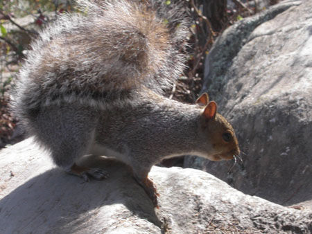 05-squirrel