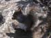 04-squirrel
