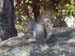 09-squirrel