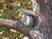 18-squirrel
