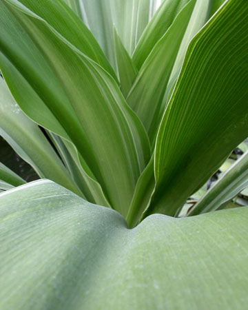 kewfoliage6