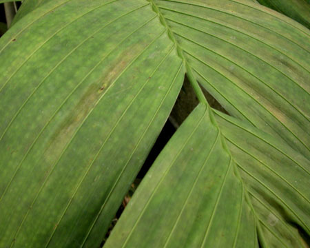 kewfoliage7