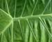 kewfoliage3