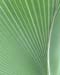 kewfoliage4