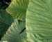 kewfoliage5