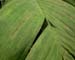 kewfoliage7