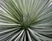 kewfoliage8