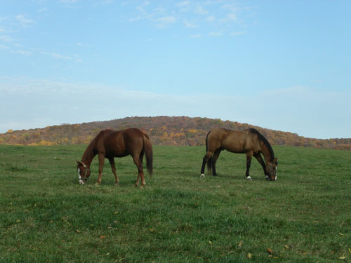 09-horses