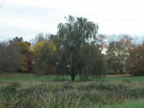 10-arboretum